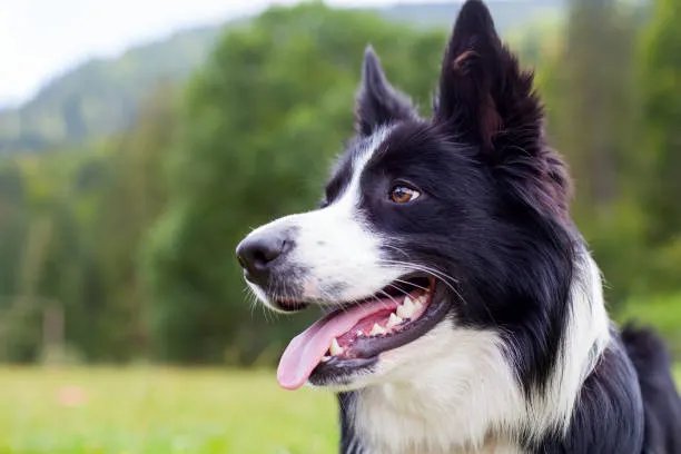 close-up of a border collie's face