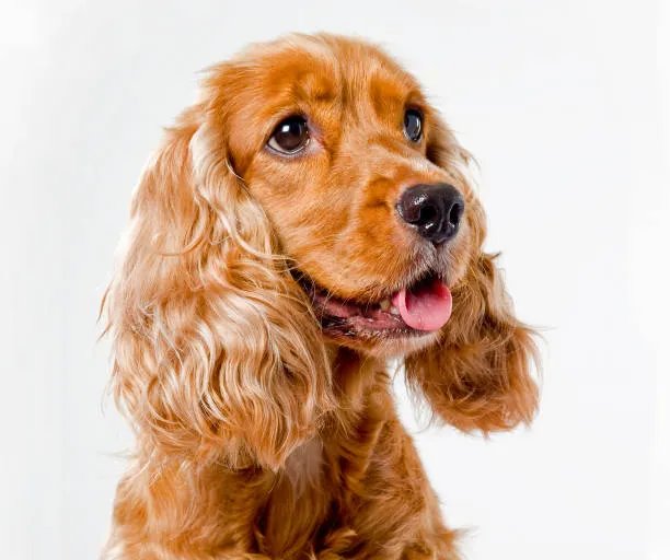 close-up of a cocker spaniel's face
