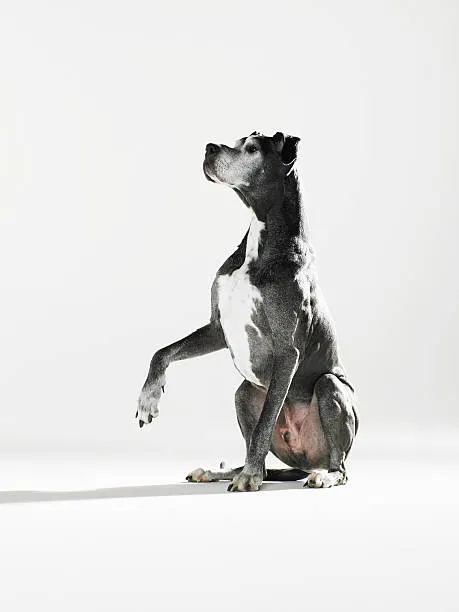 close-up of a great dane's face