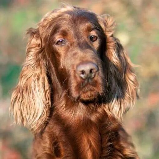 close-up of an irish setter's face